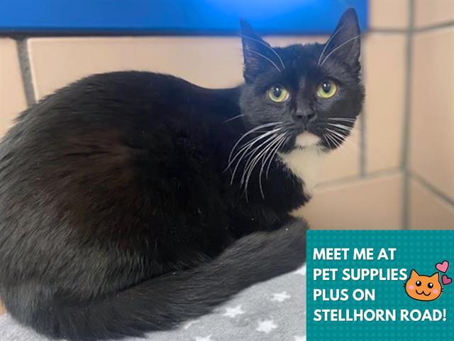 Enlarge APOLLO, a Adoptable Domestic Short Hair in Fort Wayne, IN image 1/1