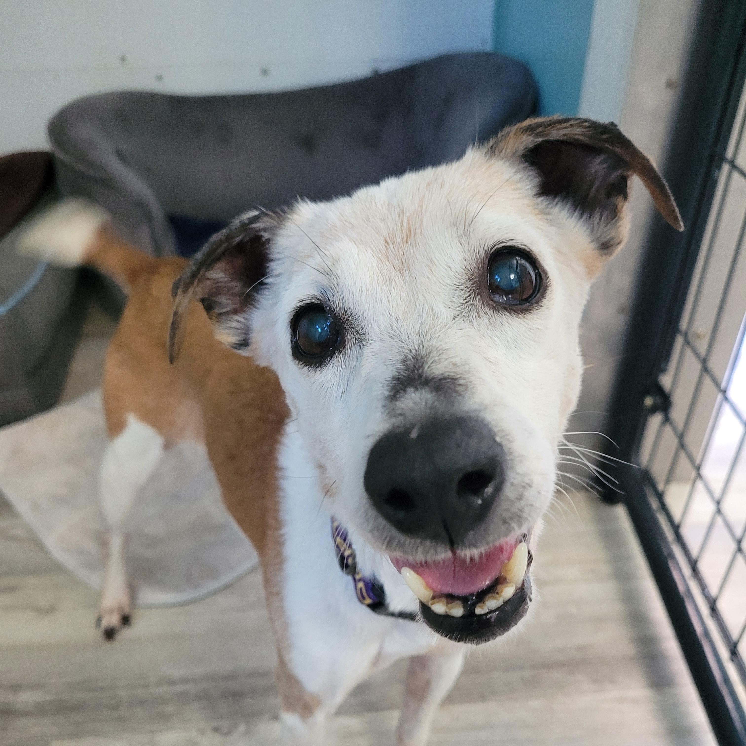 Enlarge Penny, a Adoptable mixed breed in Sequim, WA image 2/4