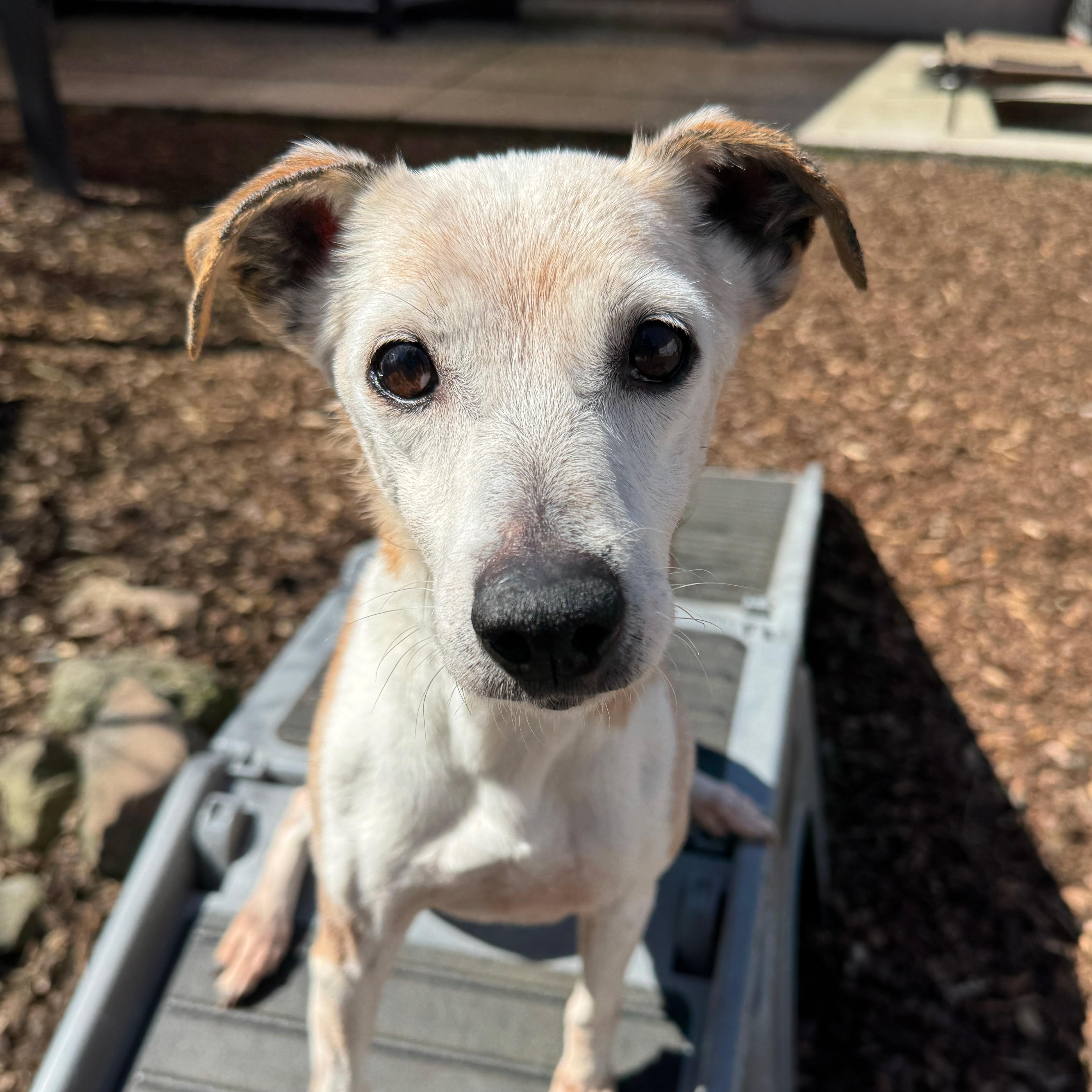 Enlarge Penny, a Adoptable mixed breed in Sequim, WA image 3/4