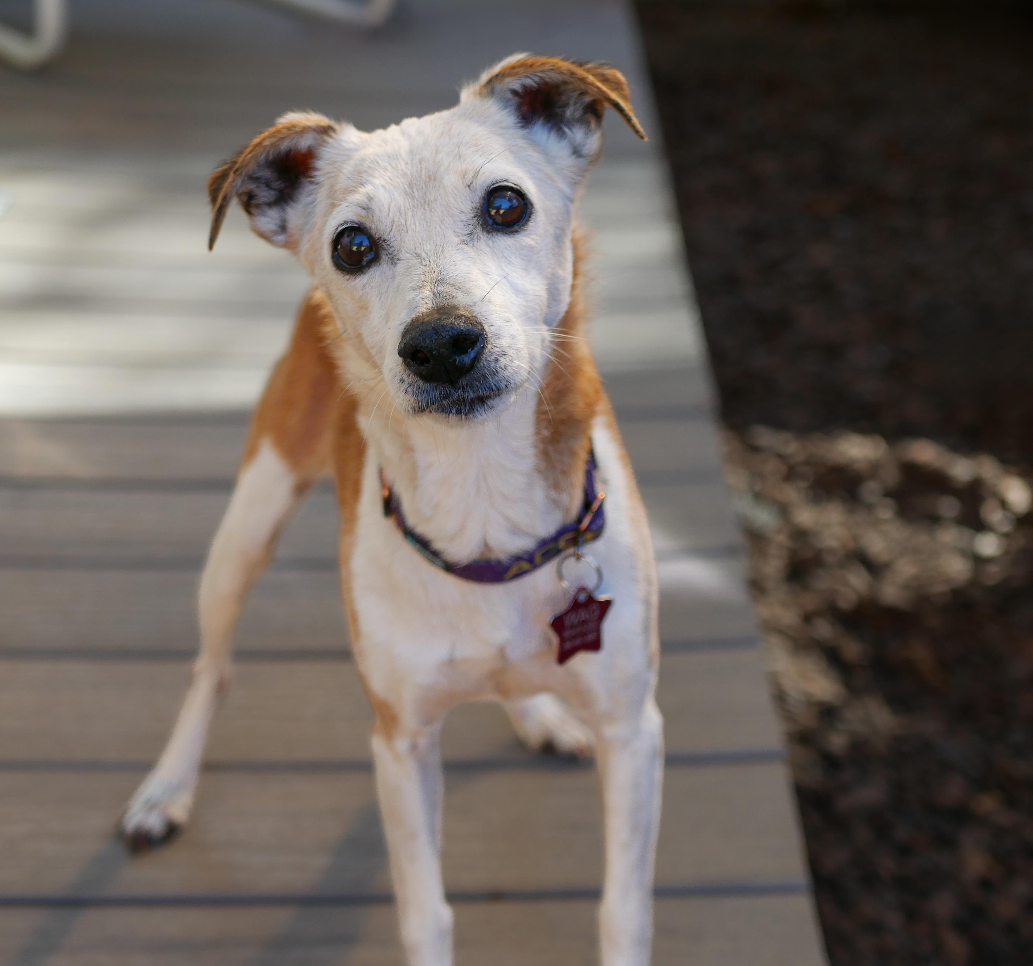 Penny, Adoptable, Senior Female Rat Terrier & Jack Russell Terrier.