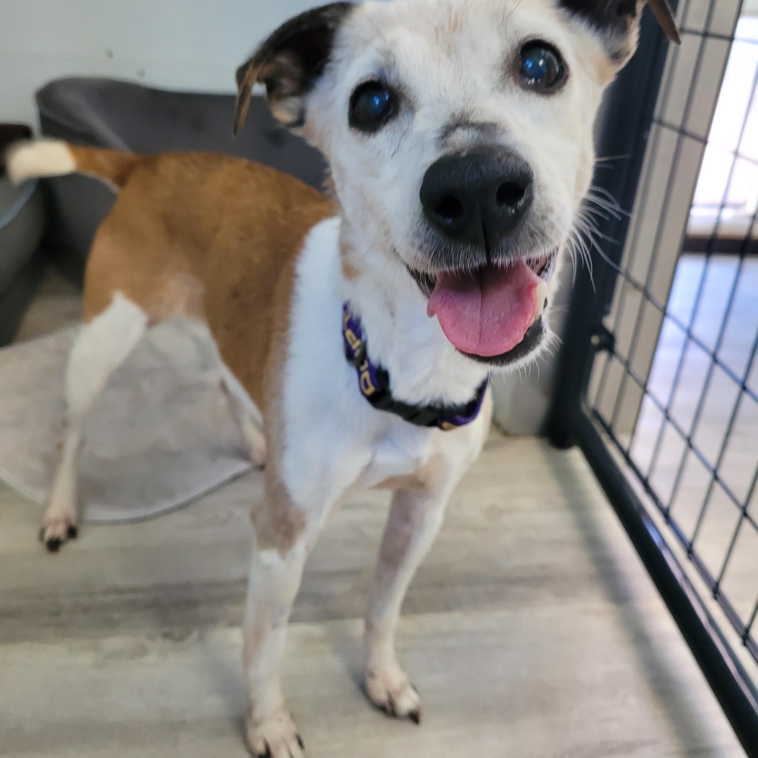 Enlarge Penny, a Adoptable mixed breed in Sequim, WA image 4/4