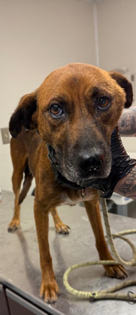 Weasley, Molly, Adoptable, Adult Female Mixed Breed.