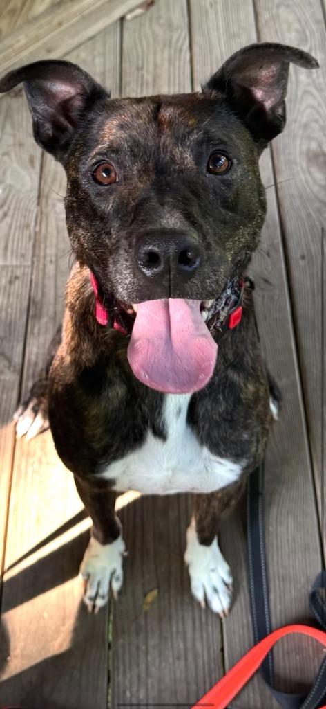 Sonny, Adoptable, Adult Male Labrador Retriever.