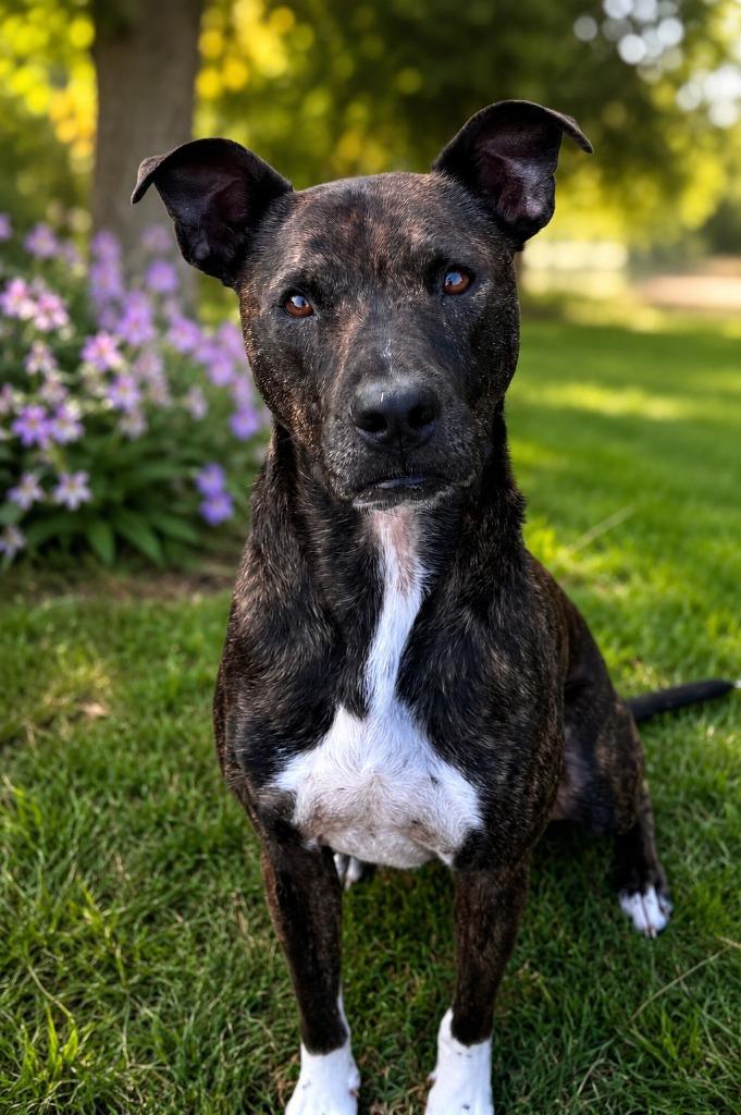 Sonny, Adoptable, Adult Male Labrador Retriever.