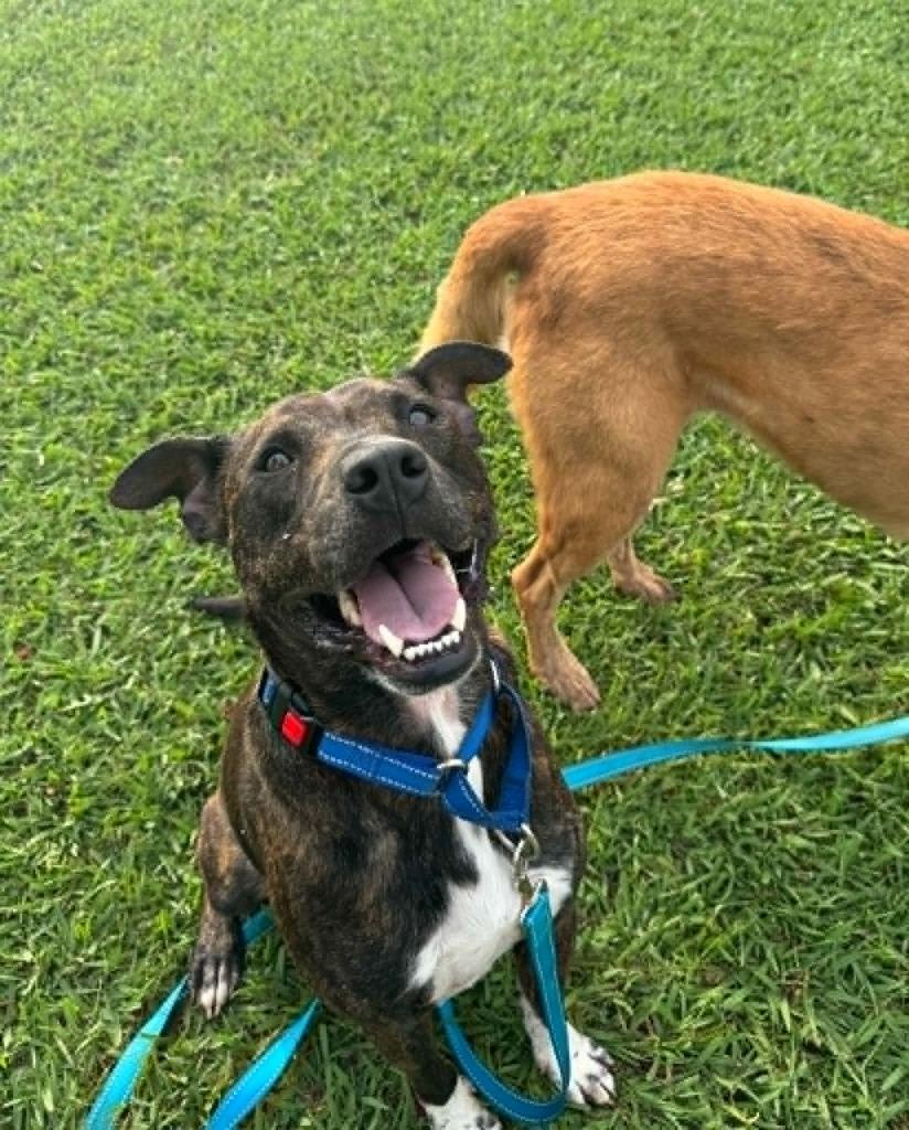 Enlarge Sonny, a Adoptable Labrador Retriever in East Ridge, TN image 6/6