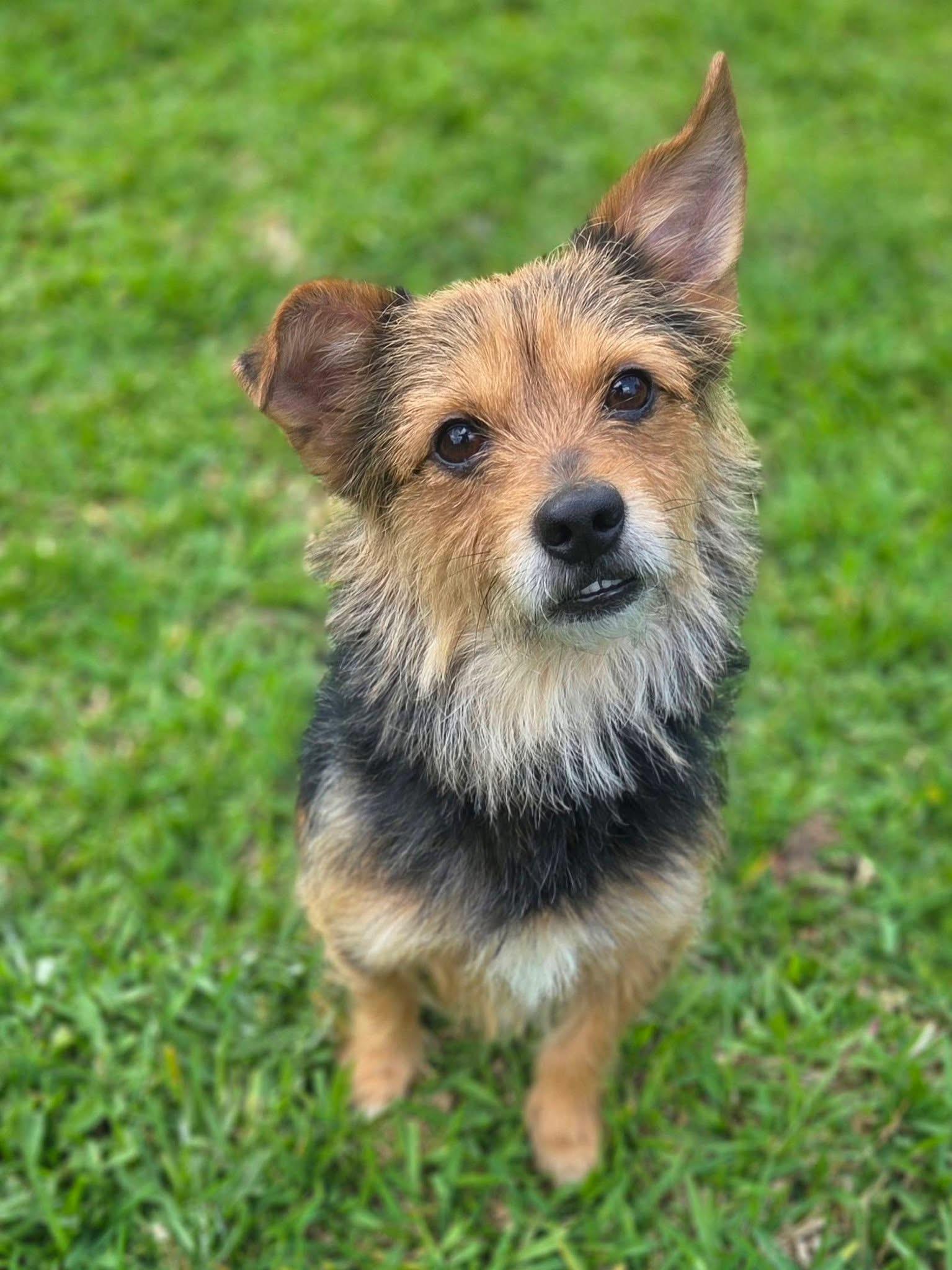 Comet , adopted, Adult Male Mixed Breed.