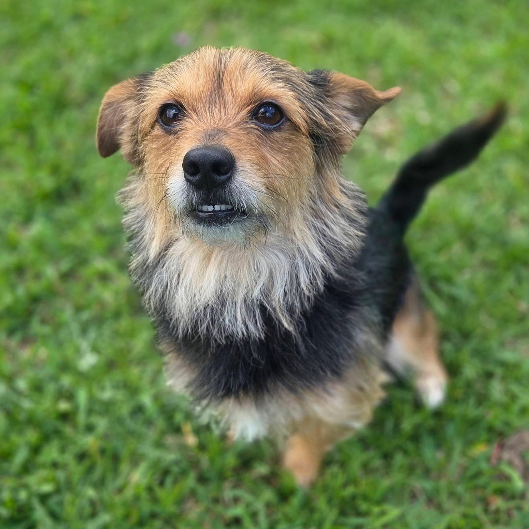 Comet , an adopted mixed breed in Mendham, NJ image 3/6