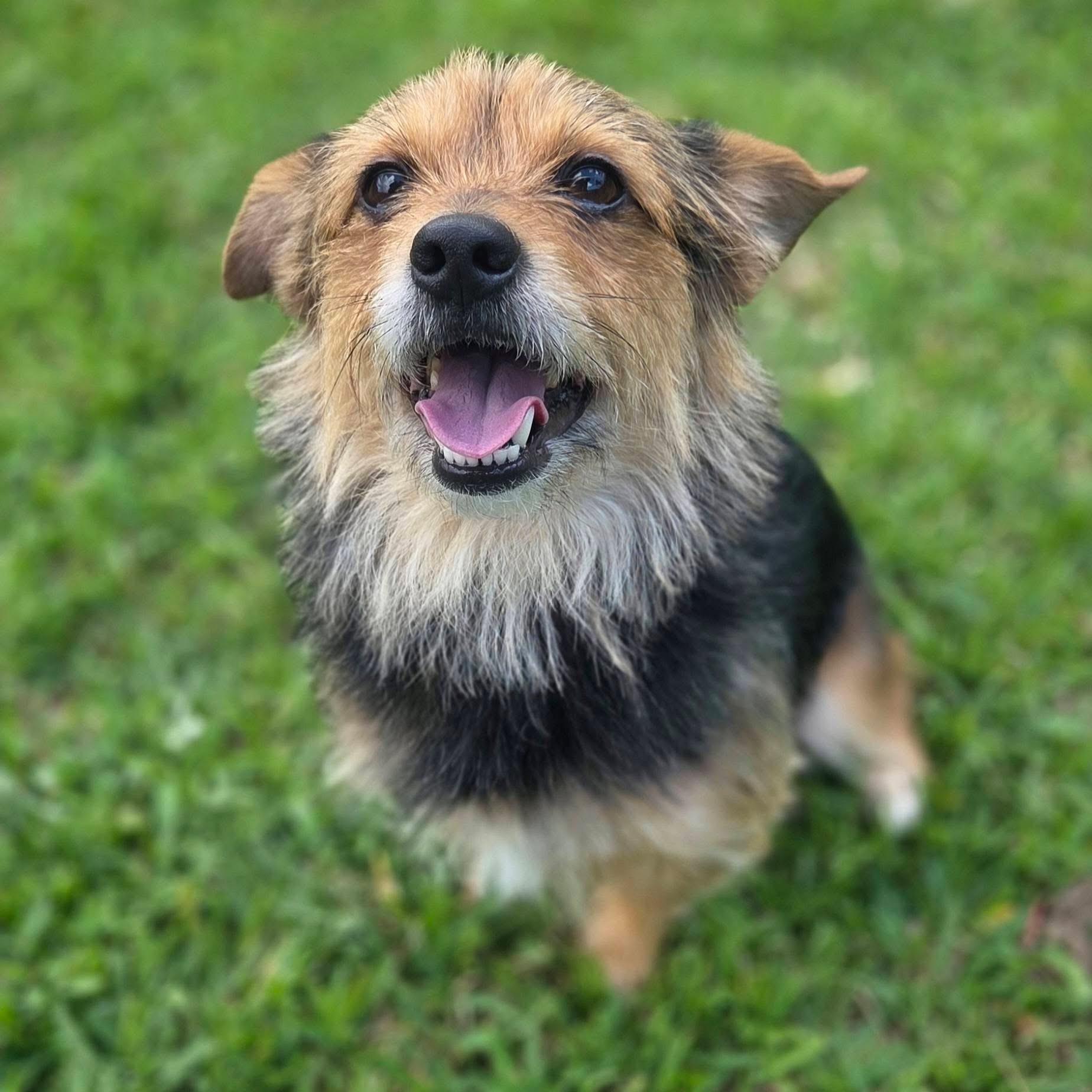 Comet , an adopted mixed breed in Mendham, NJ image 5/6