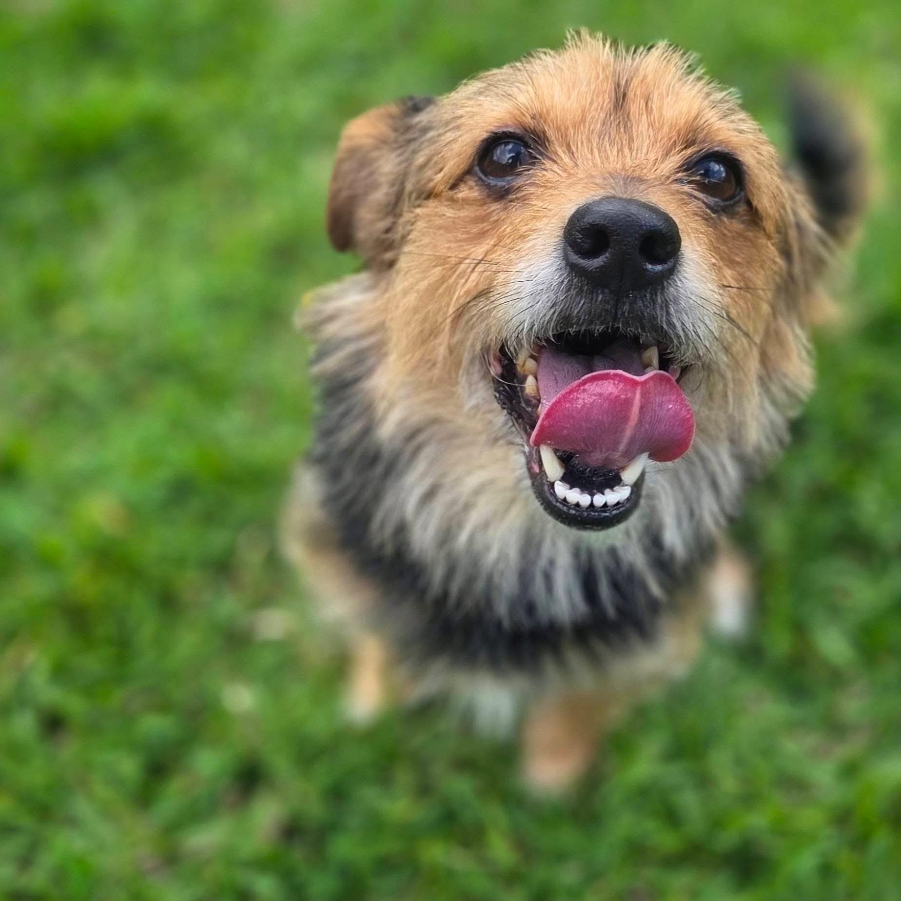 Comet , an adopted mixed breed in Mendham, NJ image 2/6