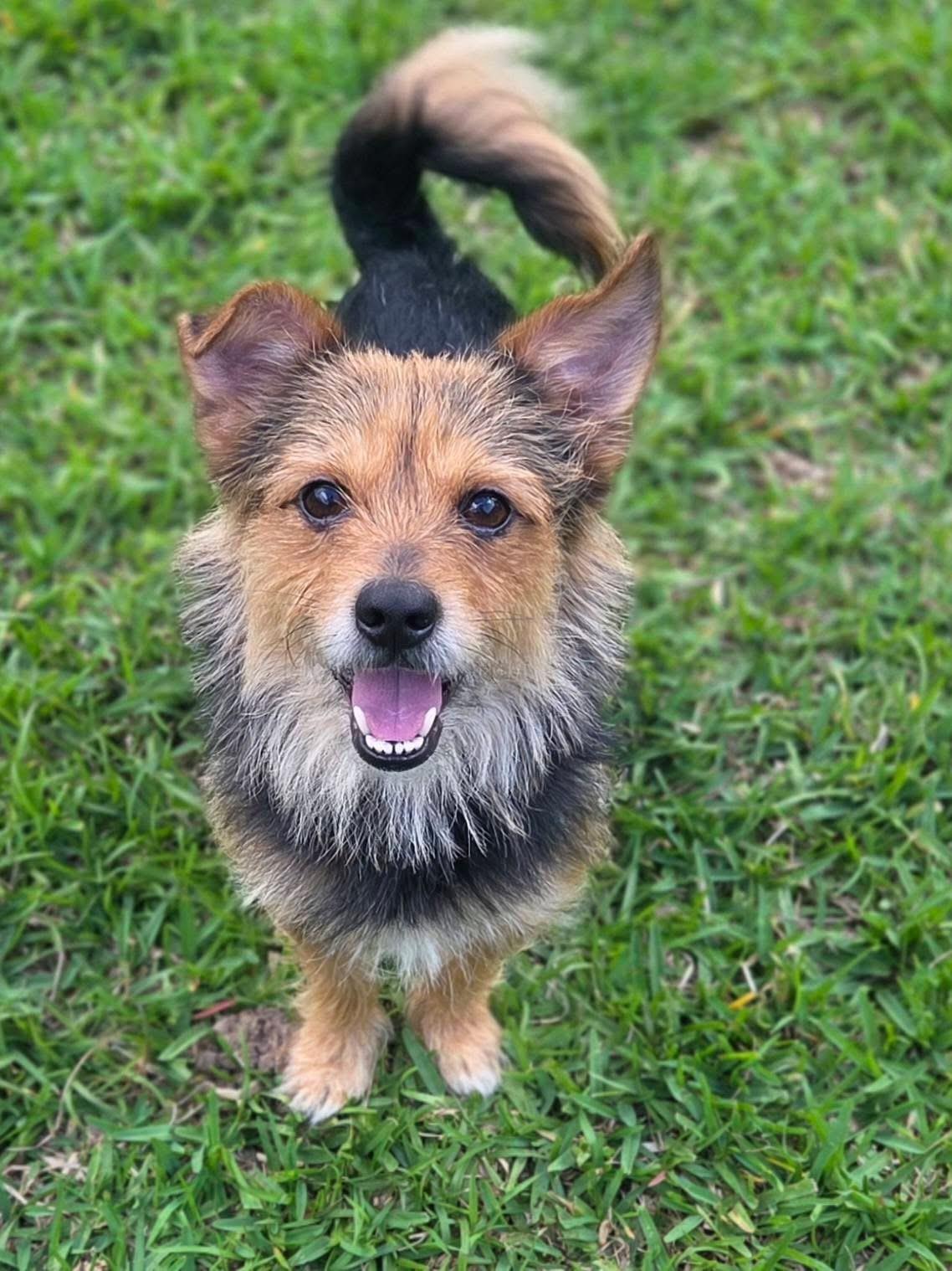 Comet , an adopted mixed breed in Mendham, NJ image 6/6