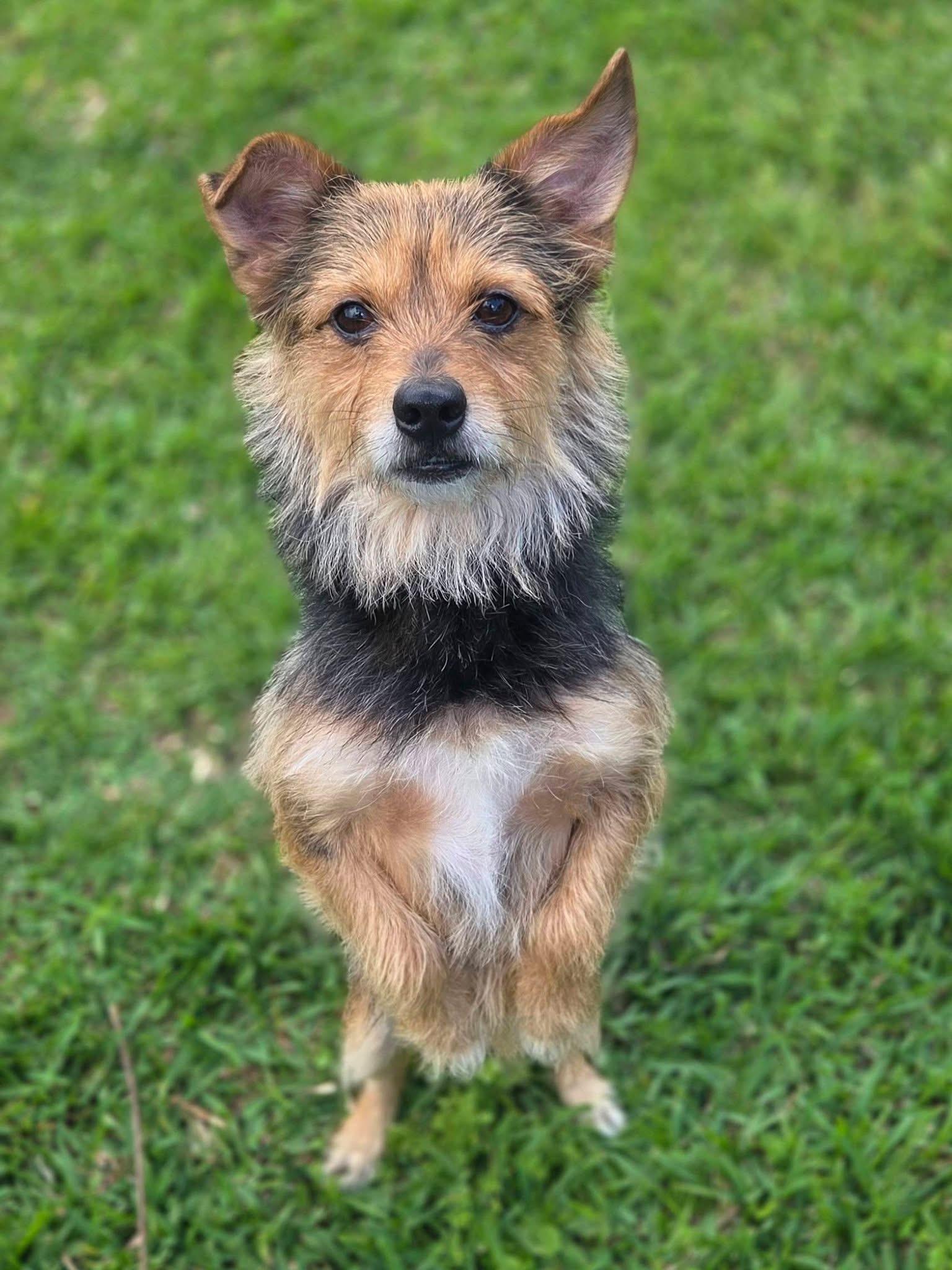 Comet , an adopted mixed breed in Mendham, NJ image 4/6