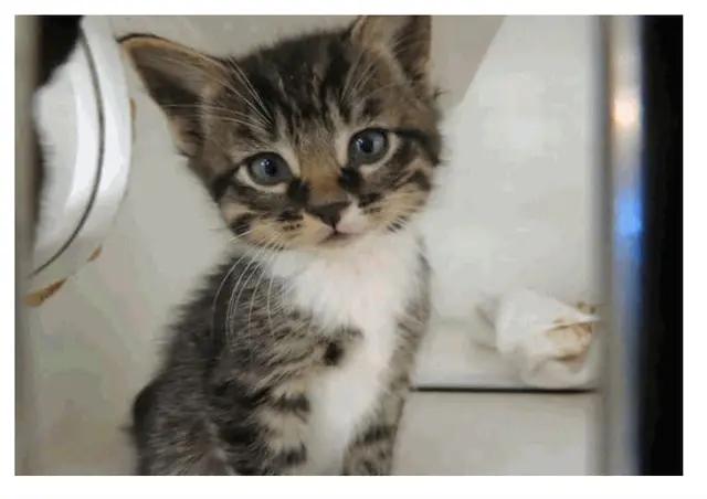 Enlarge Lettuce, a ADOPTABLE Domestic Short Hair in Tulsa, OK image 1/1