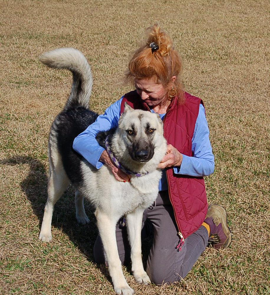Enlarge DANCER, a ADOPTABLE German Shepherd Dog in Preston, CT image 5/6