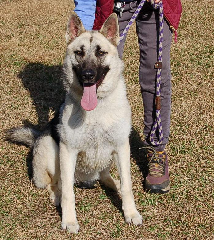 Enlarge DANCER, a ADOPTABLE German Shepherd Dog in Preston, CT image 2/6