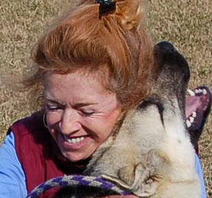 Enlarge DANCER, a ADOPTABLE German Shepherd Dog in Preston, CT image 1/6