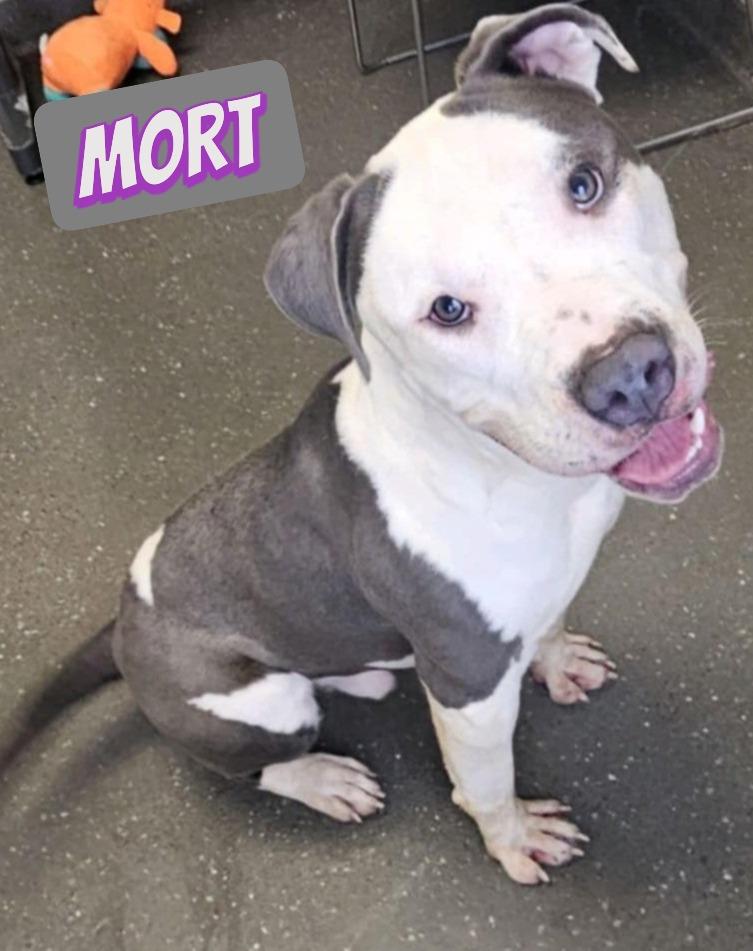 Enlarge Mort, an adopted mixed breed in Valparaiso, IN image 1/3