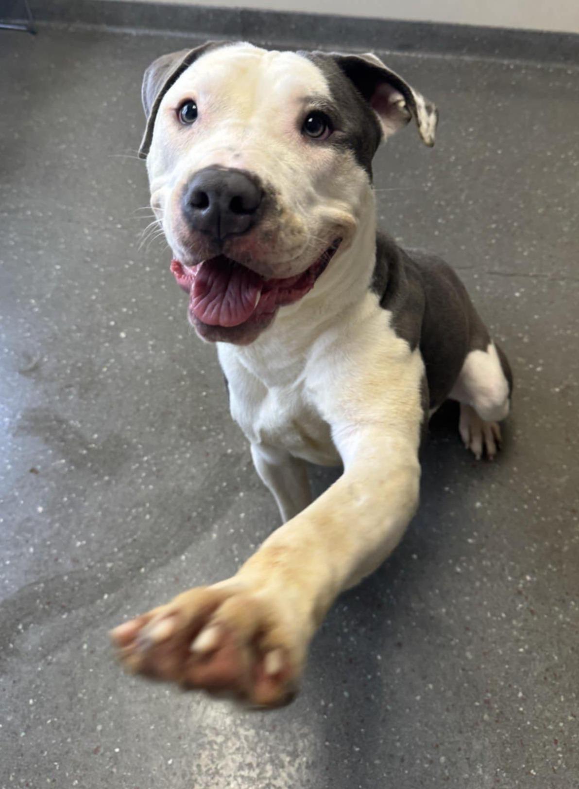 Enlarge Mort, an adopted mixed breed in Valparaiso, IN image 3/3