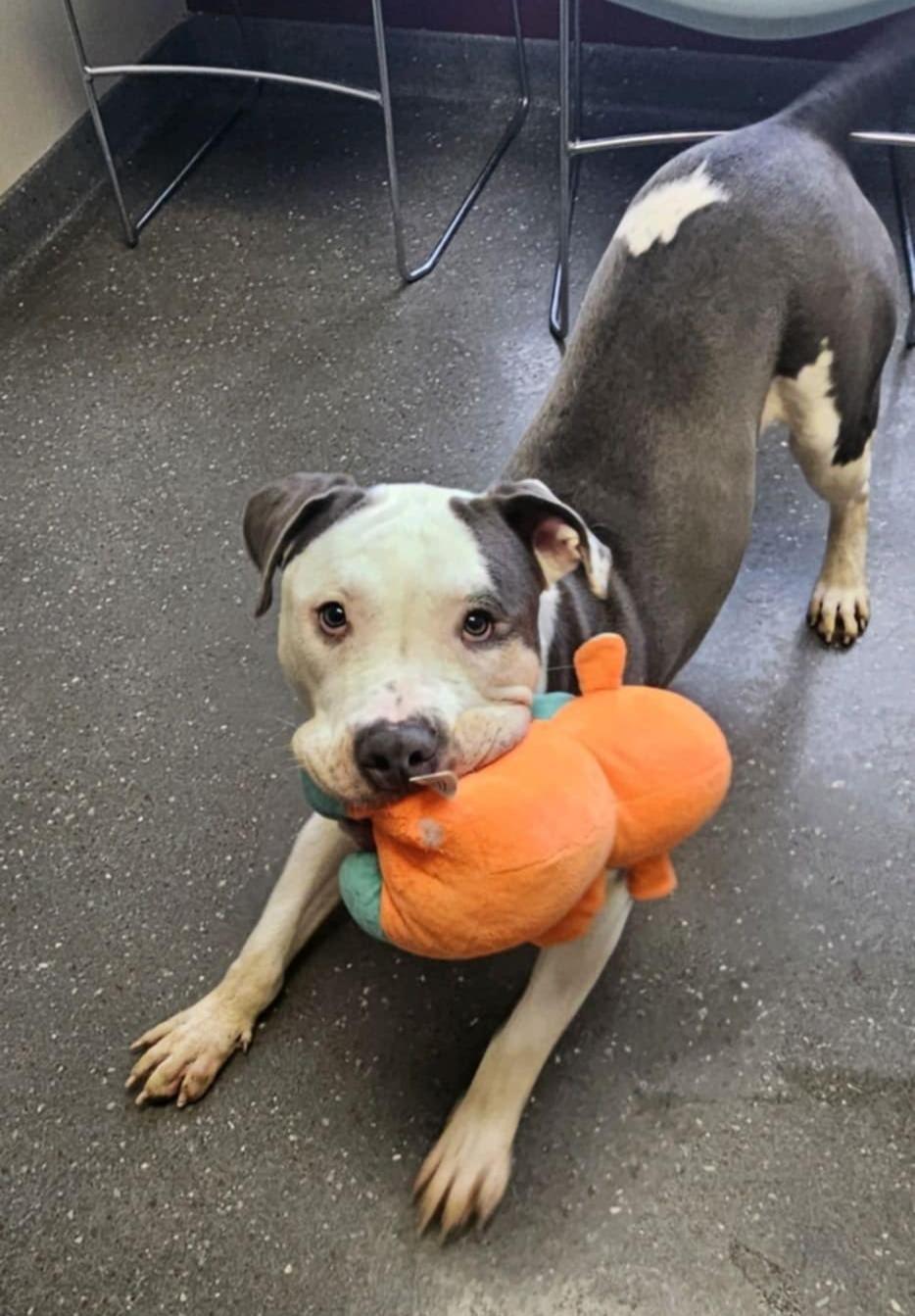 Enlarge Mort, an adopted mixed breed in Valparaiso, IN image 2/3