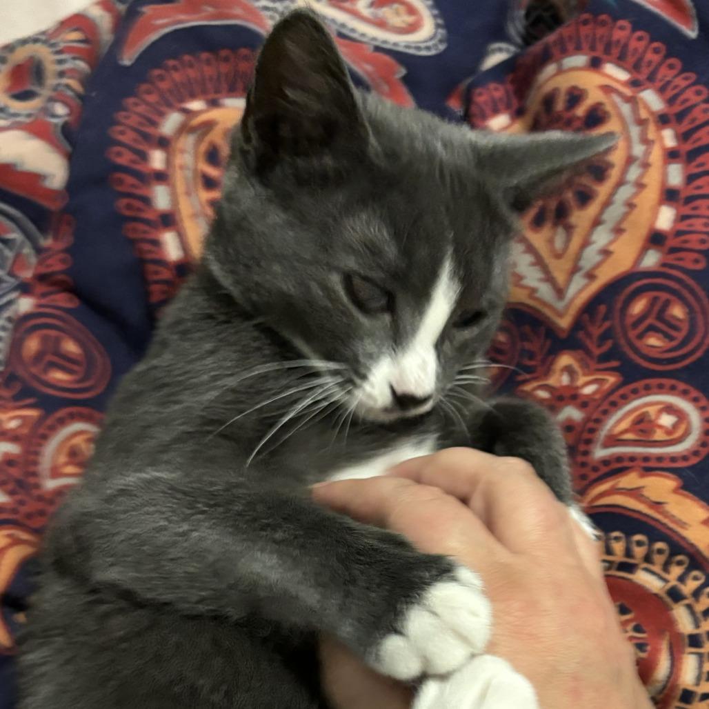 Curly Fry — thumbnail 3