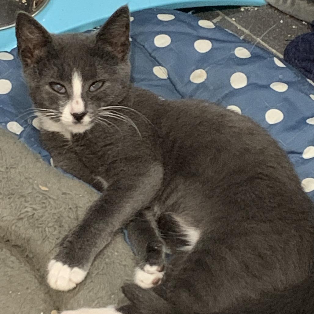 Curly Fry — thumbnail 4