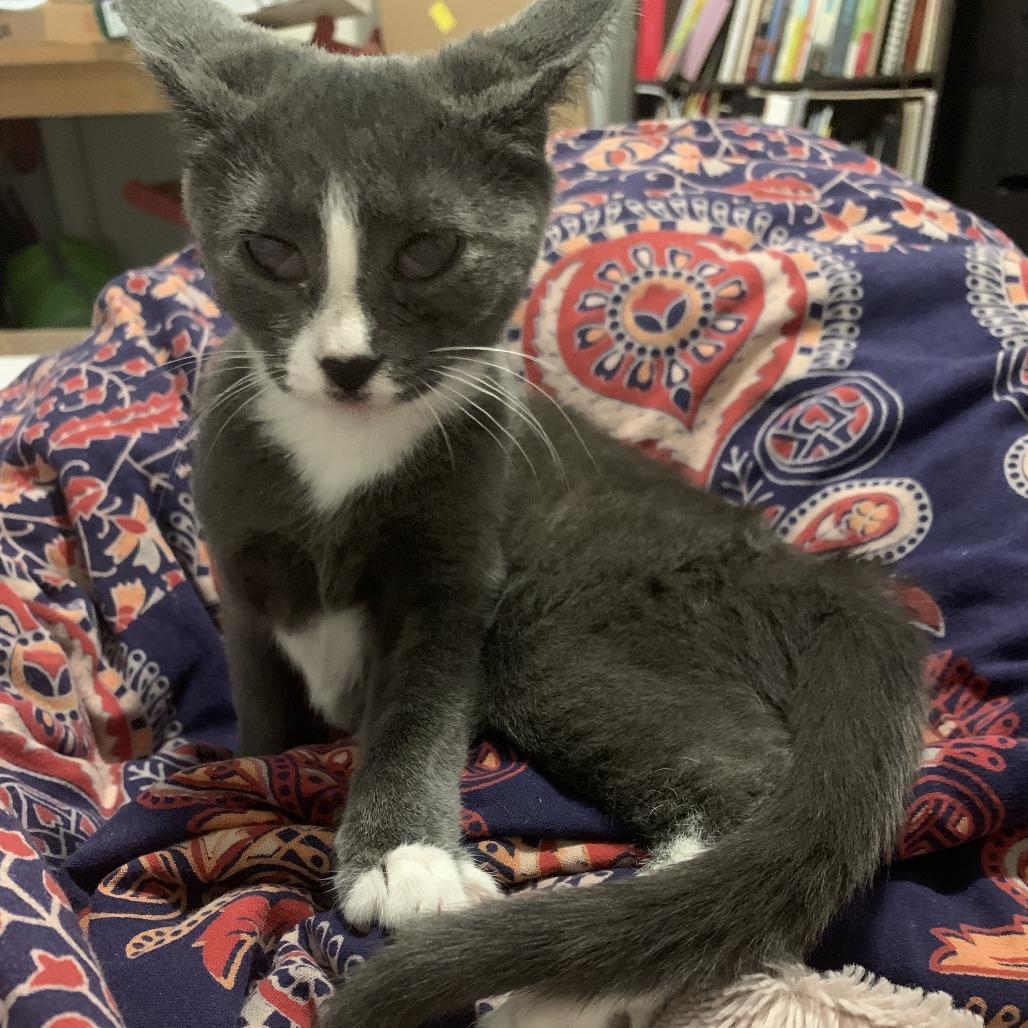 Curly Fry — thumbnail 5