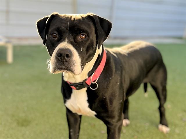 DARLA, Adoptable, Adult Female Pit Bull Terrier.