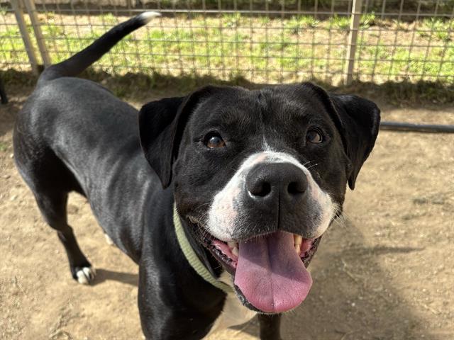 Enlarge DARLA, a Adoptable Pit Bull Terrier in Ojai, CA image 1/1