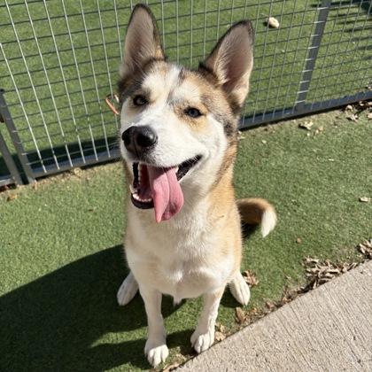 Lizzie, Adoptable, Adult Female Shepherd & Mixed Breed.