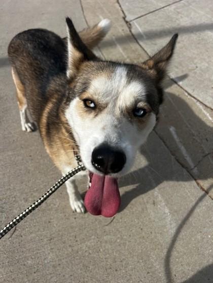 Enlarge Lizzie, a Adoptable mixed breed in Farmers Branch, TX image 1/1