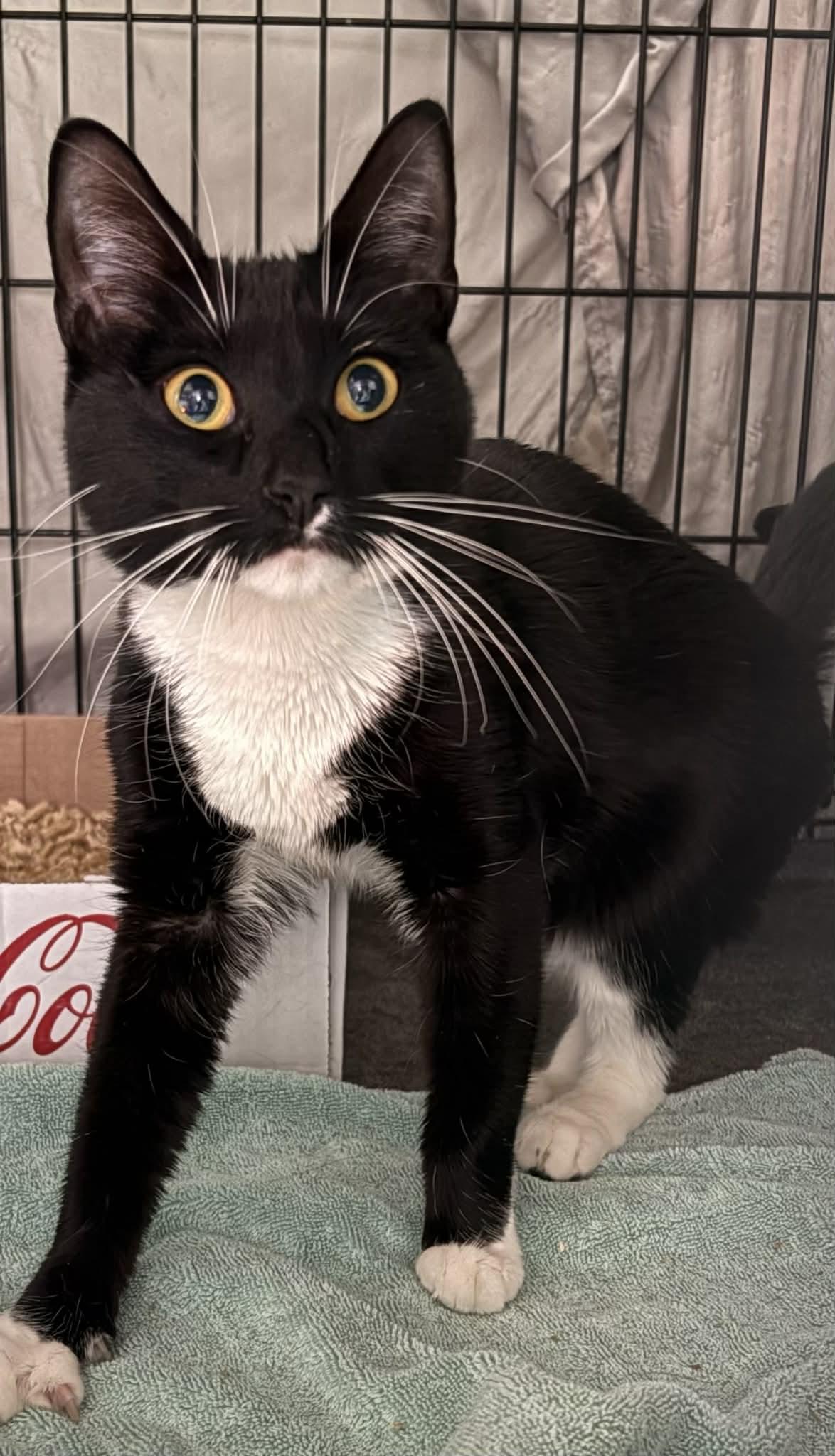 Binx, ADOPTABLE, Young Female Domestic Short Hair.