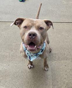 Enlarge Kane, a ADOPTABLE Pit Bull Terrier in Bucyrus, OH image 1/5