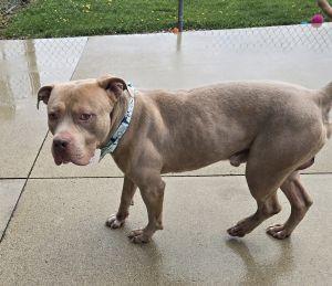 Enlarge Kane, a ADOPTABLE Pit Bull Terrier in Bucyrus, OH image 5/5