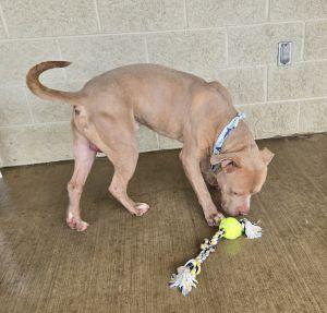 Enlarge Kane, a ADOPTABLE Pit Bull Terrier in Bucyrus, OH image 3/5