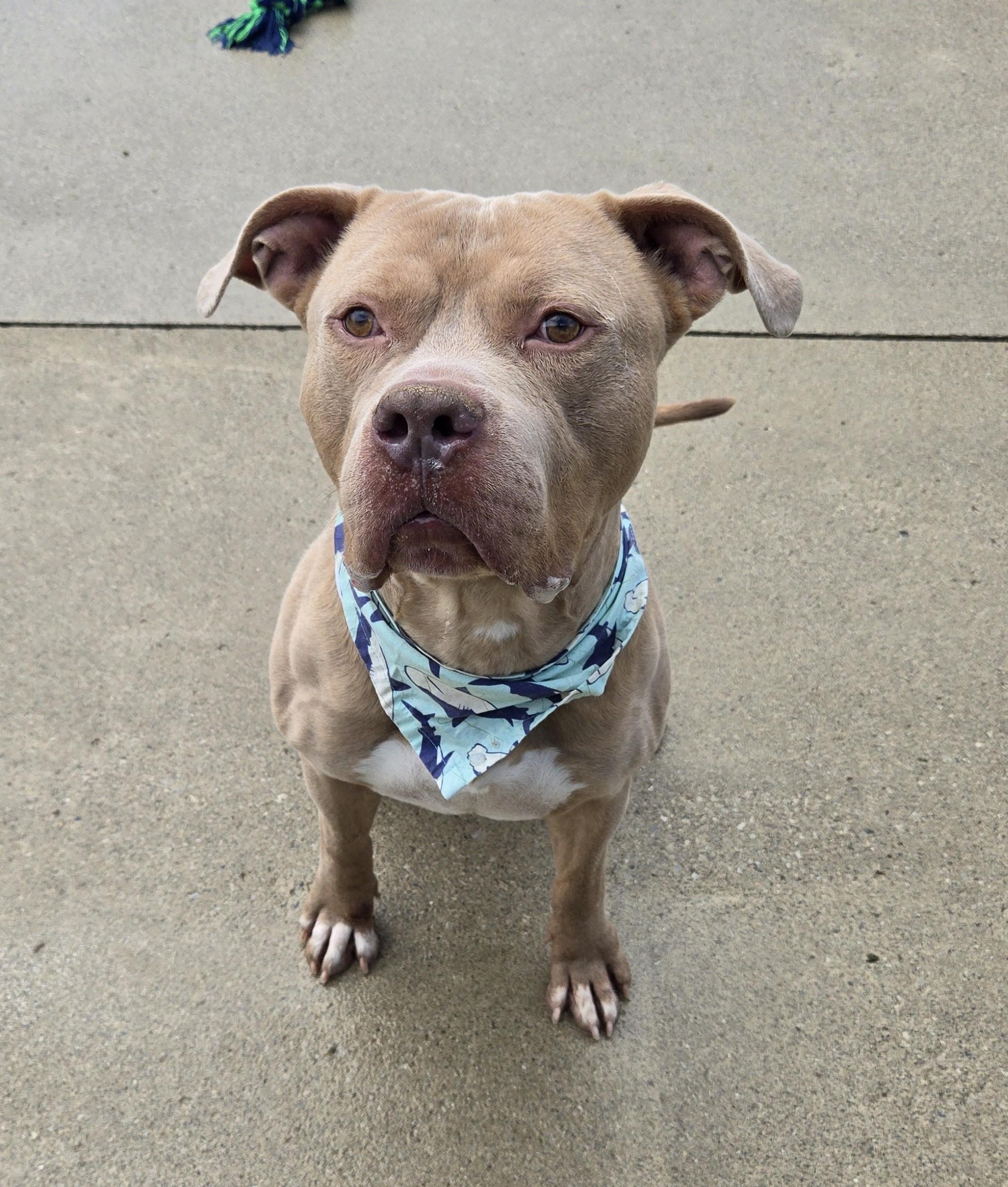 Enlarge Kane, a ADOPTABLE Pit Bull Terrier in Bucyrus, OH image 4/5