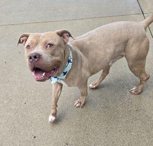 Enlarge Kane, a ADOPTABLE Pit Bull Terrier in Bucyrus, OH image 2/5