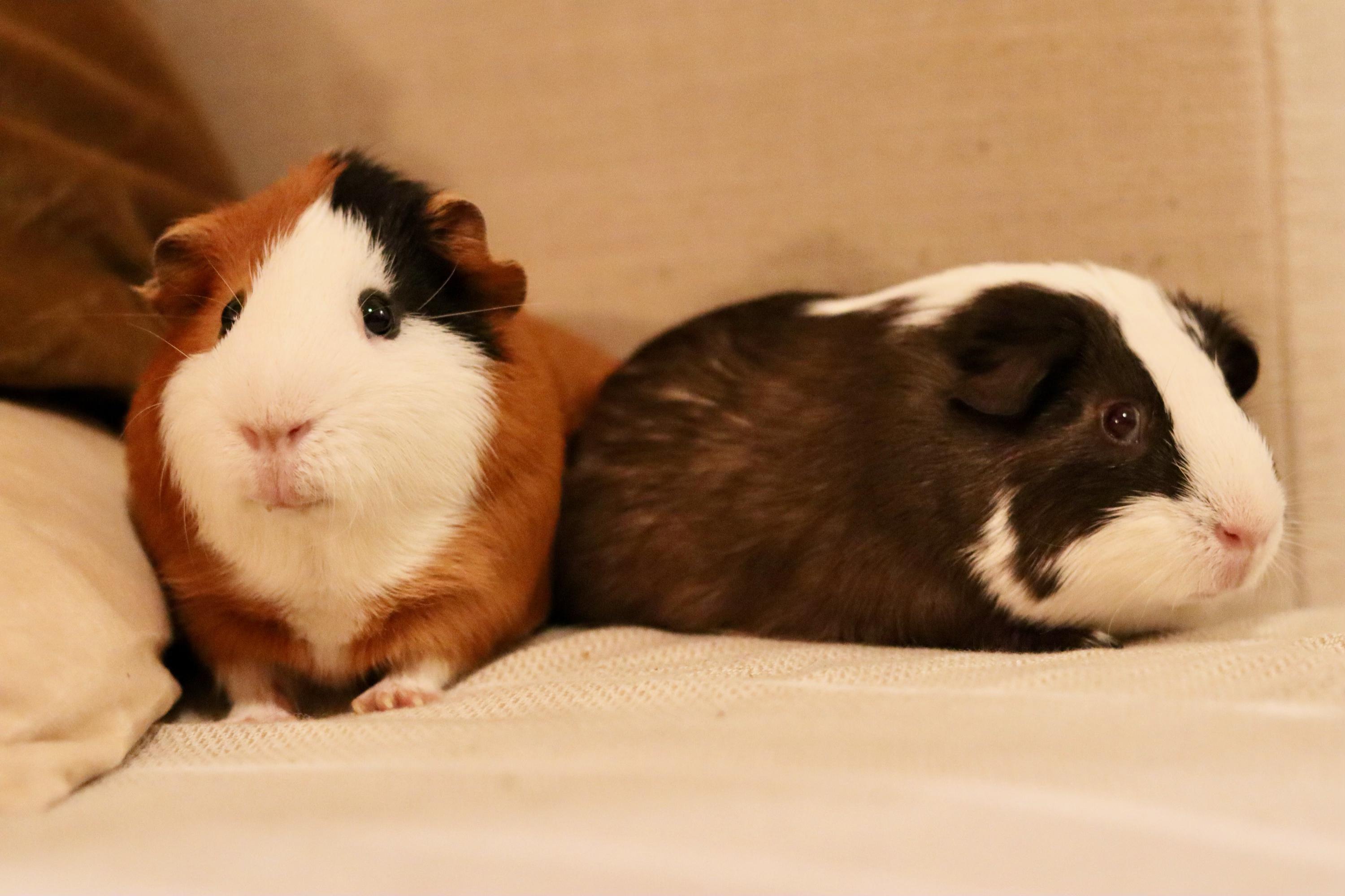 Motaz & Zay photo 5