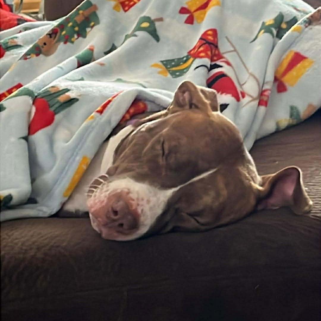 Mello, Adoptable, Young Male Pit Bull Terrier.