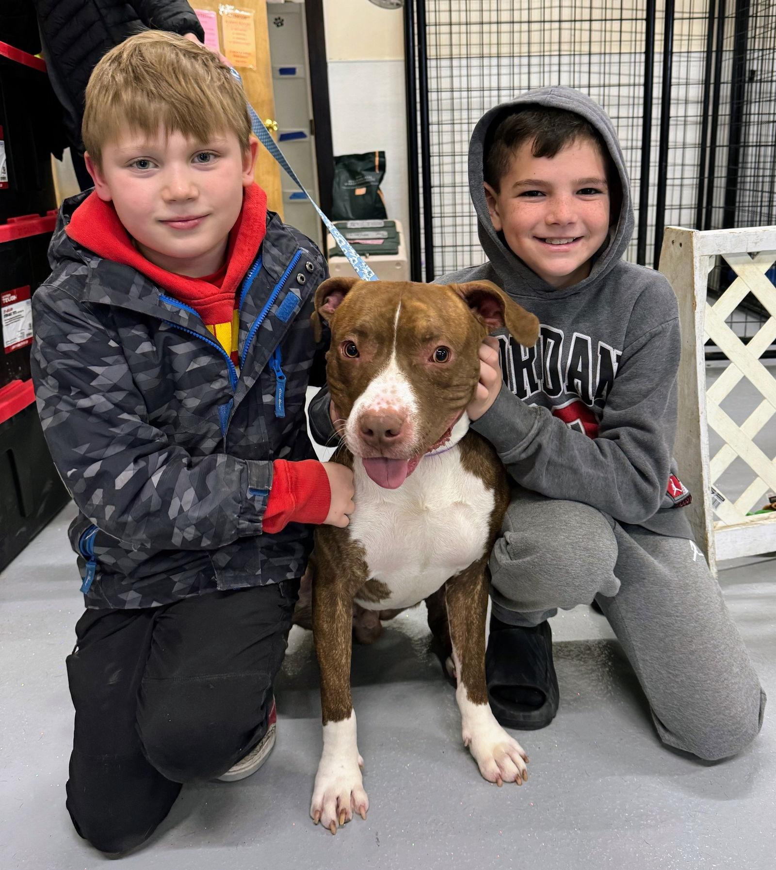 Enlarge Mello, a Adoptable Pit Bull Terrier in GILBERTS, IL image 2/3