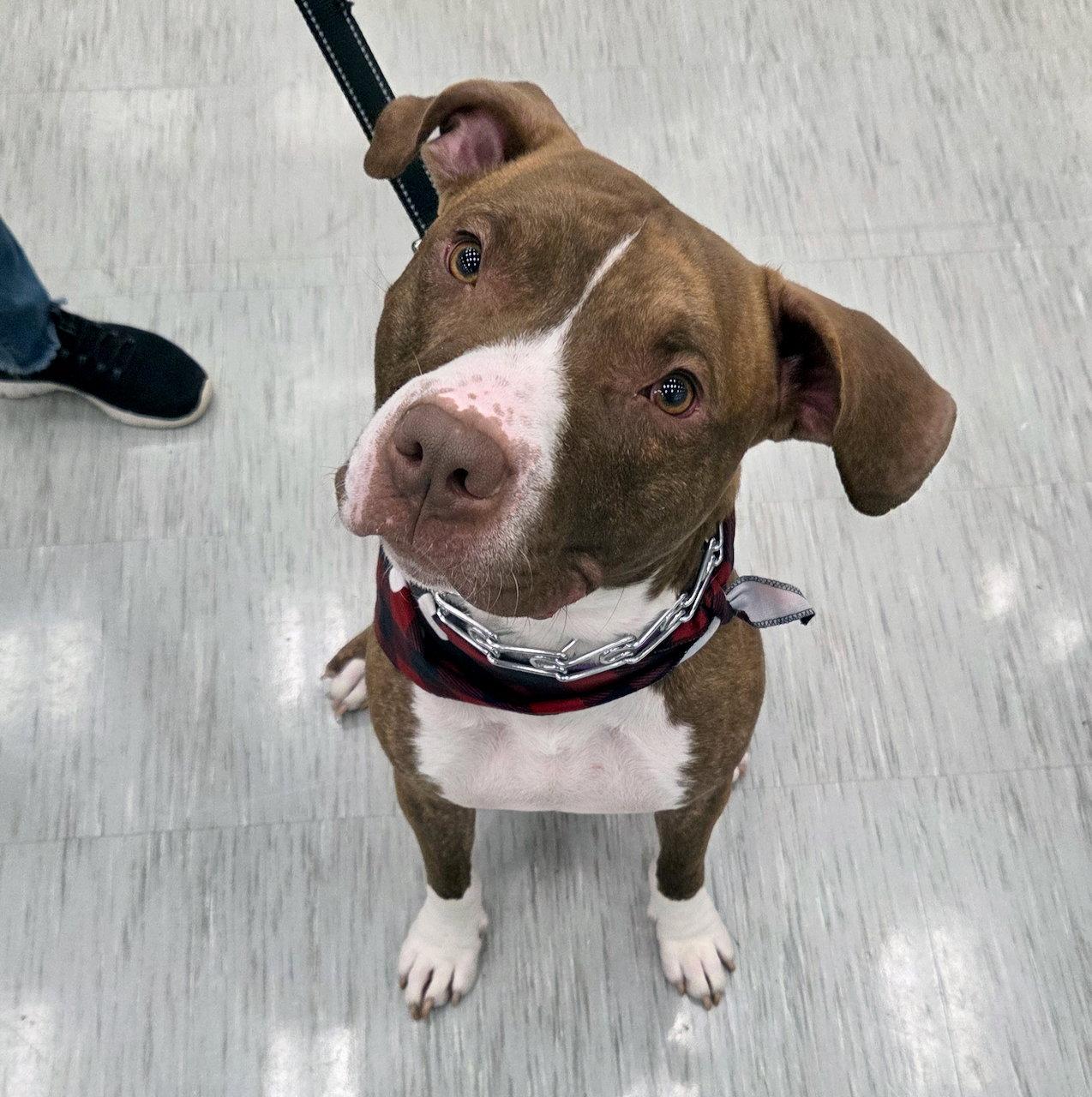 Enlarge Mello, a Adoptable Pit Bull Terrier in GILBERTS, IL image 1/3