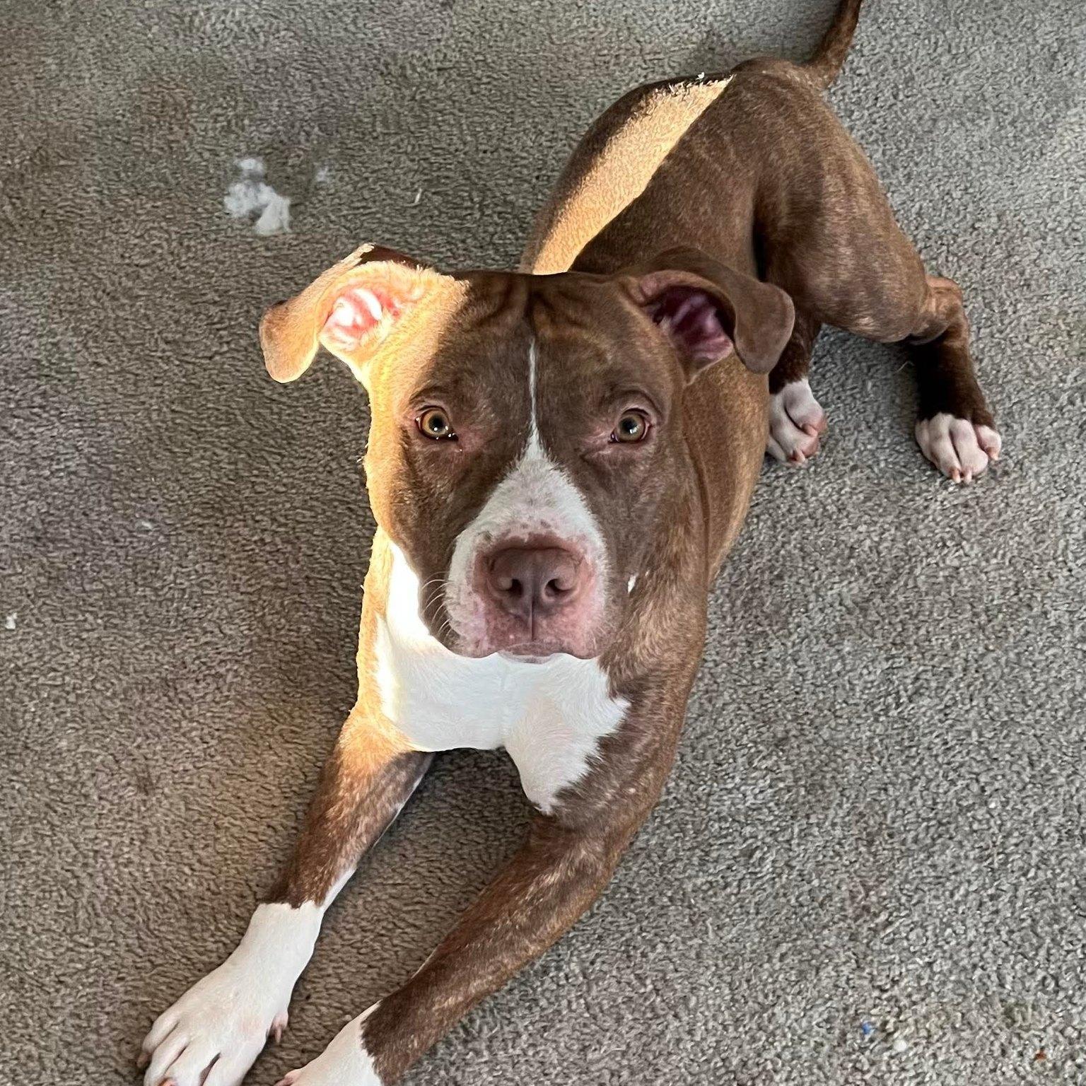 Enlarge Mello, a Adoptable Pit Bull Terrier in GILBERTS, IL image 3/3