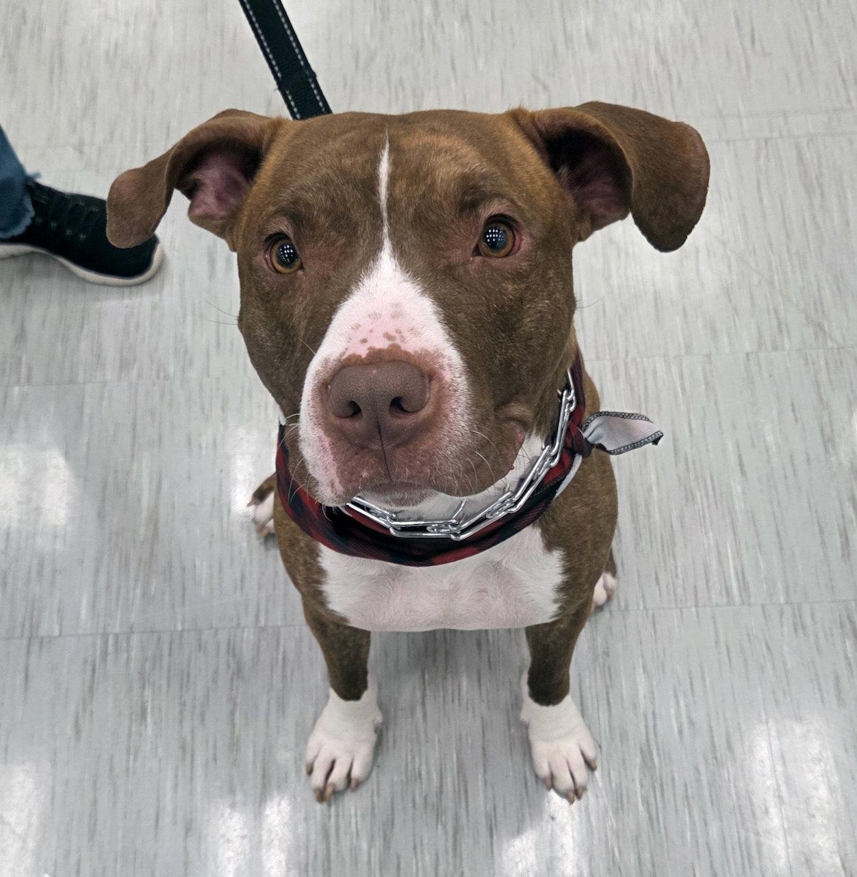 Enlarge Mello, a Adoptable Pit Bull Terrier in GILBERTS, IL image 3/3