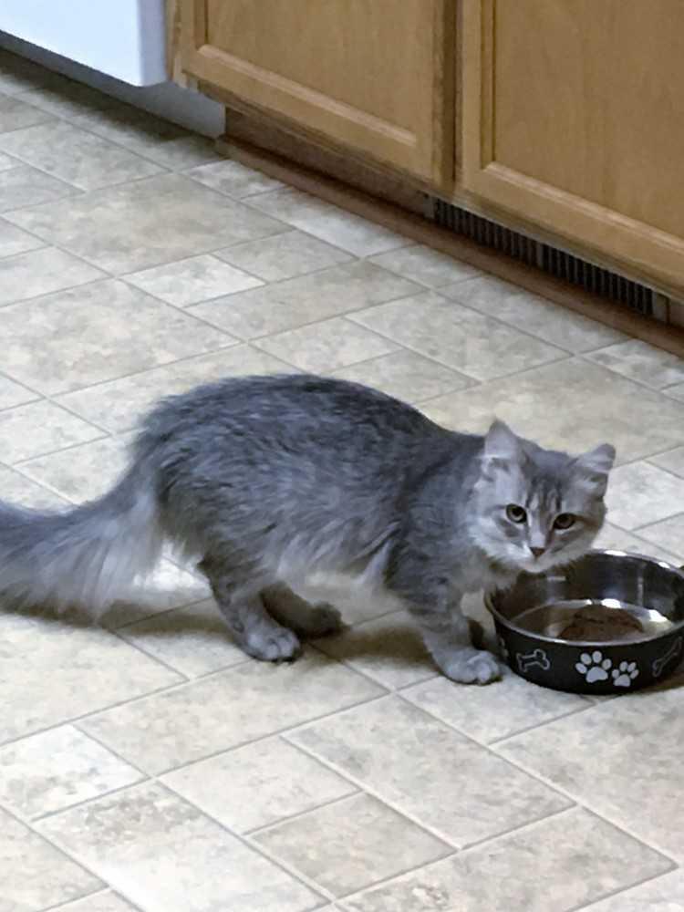 Enlarge Scooter-, a Adopted Domestic Long Hair in Jessup, MD image 1/2