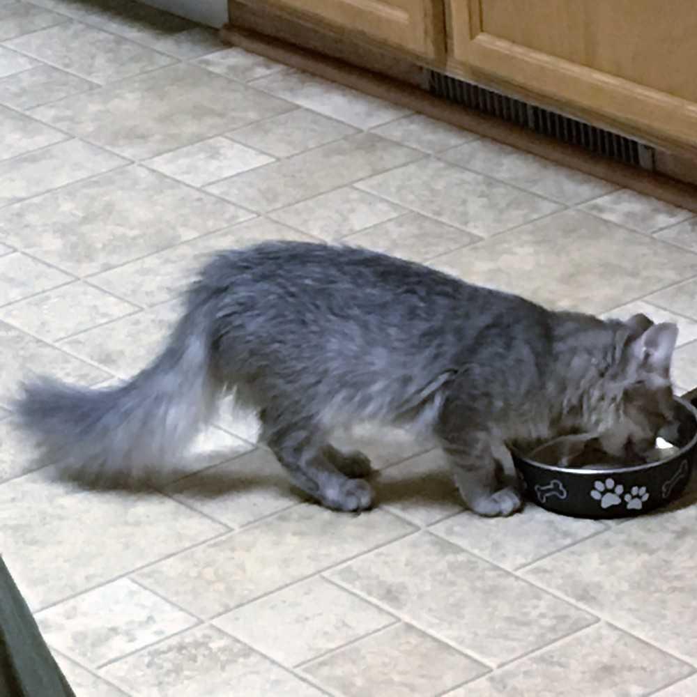 Enlarge Scooter-, a Adopted Domestic Long Hair in Jessup, MD image 2/2