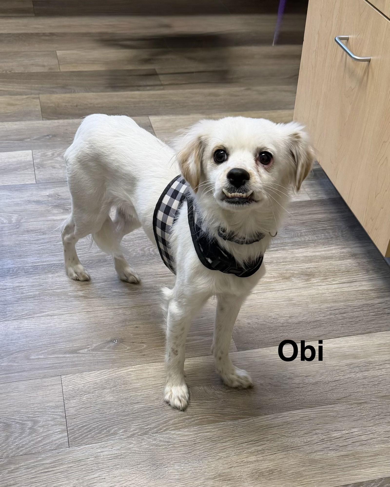 Obi, Adoptable, Young Male Chihuahua.