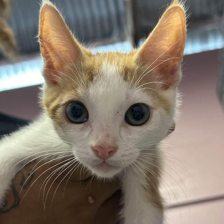 PEANUT, Baby Male Domestic Short Hair