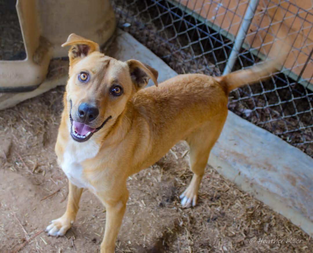 NIco, Adoptable, Adult Male Golden Retriever.