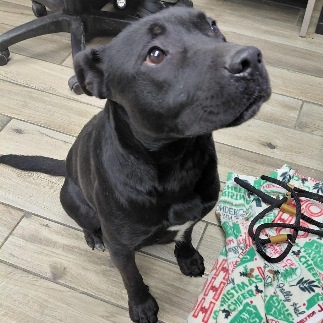 Mavrick, Adoptable, Young Male Black Labrador Retriever & Mixed Breed.