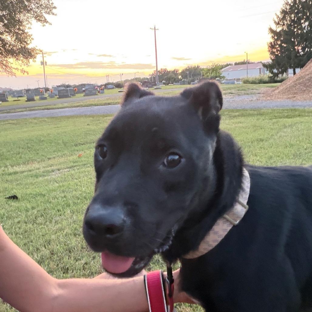 Enlarge Mavrick, a Adoptable mixed breed in Henderson, KY image 2/2