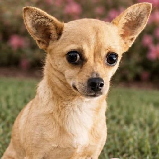 Shirley, Adoptable, Adult Female Chihuahua.
