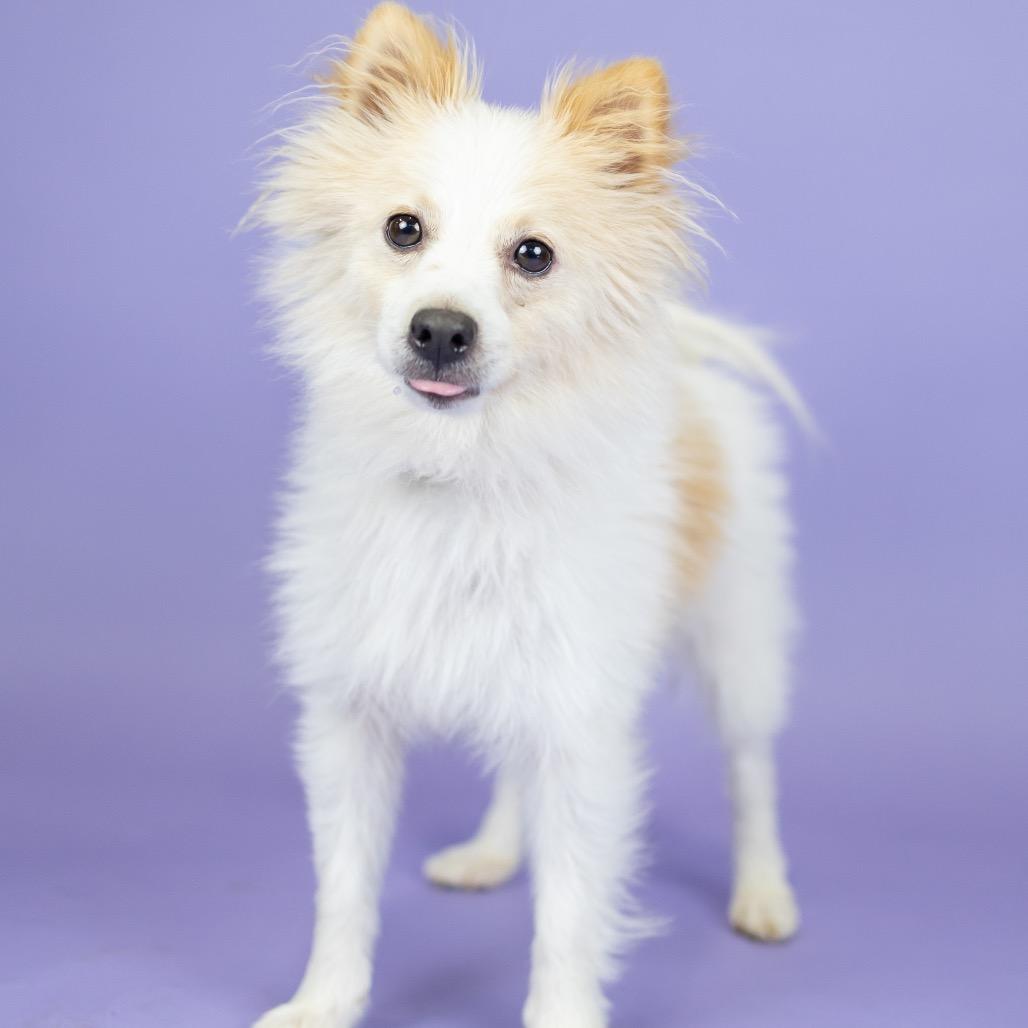 Enlarge JJ, a Adoptable mixed breed in Portland, OR image 1/1